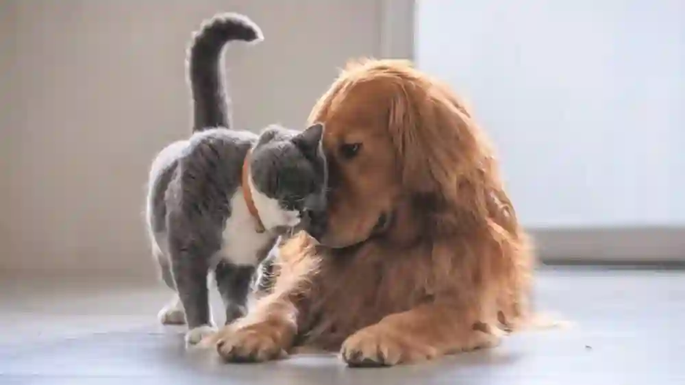 Your Pet