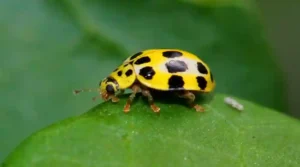 Ladybugs